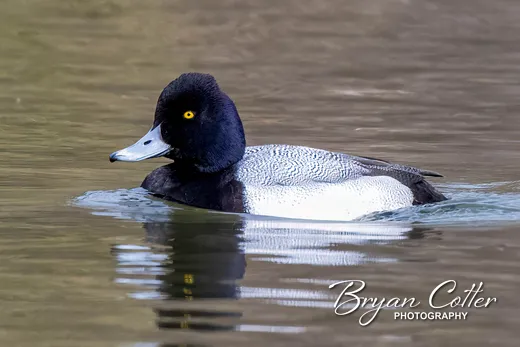 Lesser Scaup