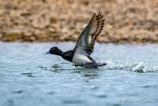 Lesser Scaup