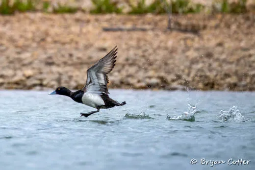 Lesser Scaup