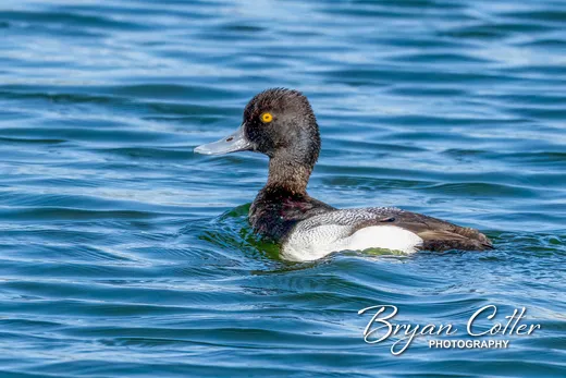 Lesser Scaup