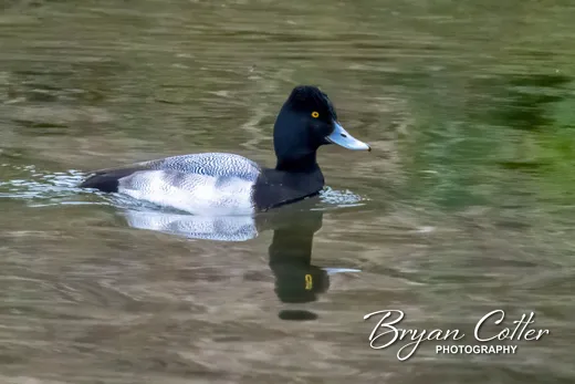 Lesser Scaup