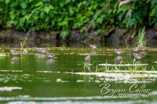Least Sandpiper