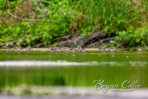 Least Sandpiper
