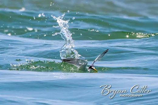 Least Tern