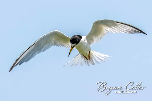 Least Tern