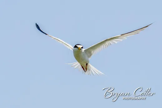 Least Tern