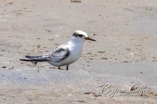 Least Tern