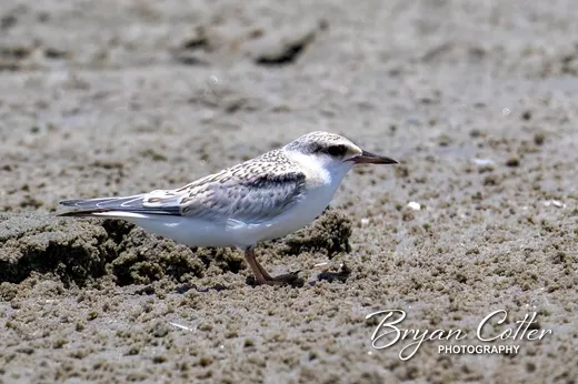 Least Tern