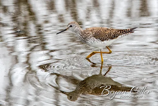 Lesser Yellowlegs photographed in Texas by Bryan Cotter