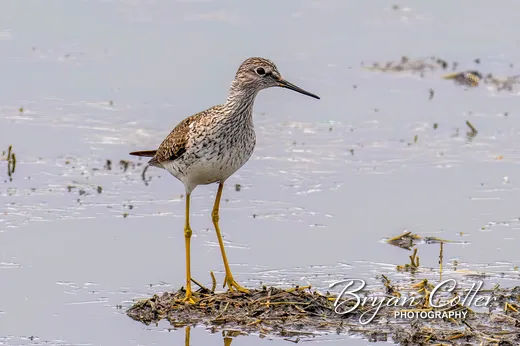 Lesser Yellowlegs