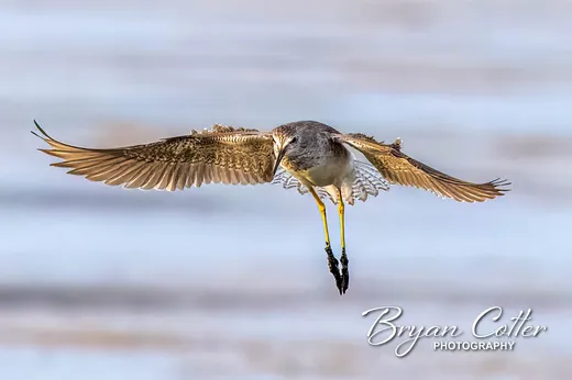 Lesser Yellowlegs