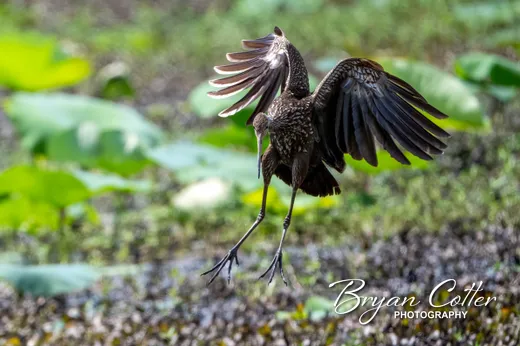 Limpkin photographed in the Houston Area region of Texas by Bryan Cotter