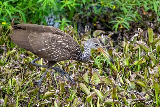 Limpkin