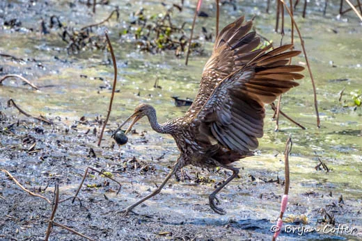 Limpkin