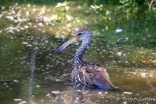 Limpkin