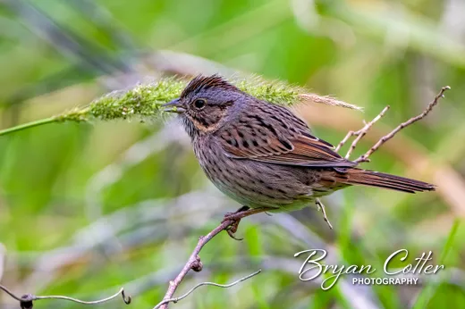 Lincoln's Sparrow