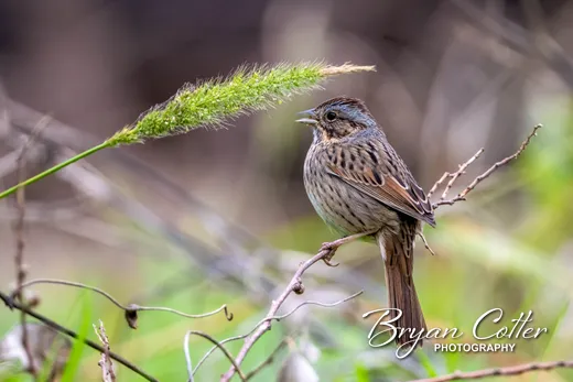 Lincoln's Sparrow