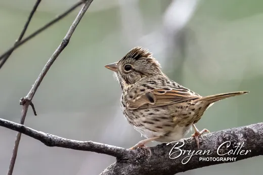 Lincoln's Sparrow