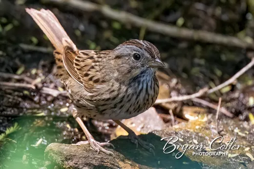 Lincoln's Sparrow
