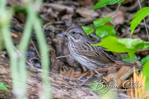Lincoln's Sparrow
