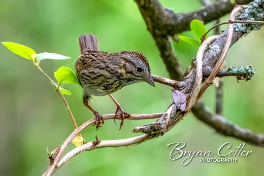 Lincoln's Sparrow photographed in Texas by Bryan Cotter