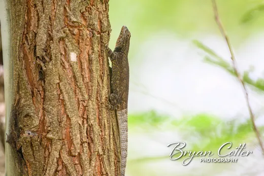 Texas Spiny Lizard