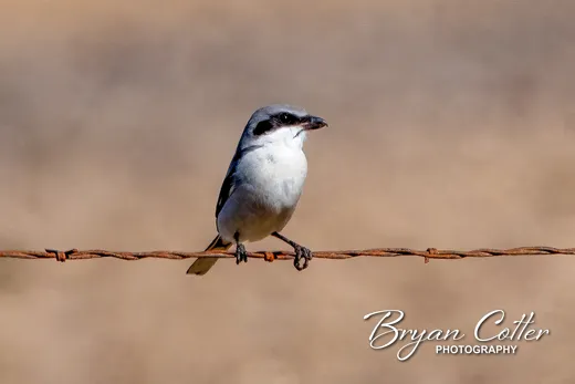 Loggerhead Shrike