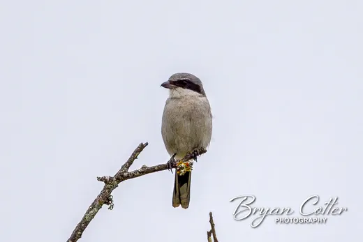 Loggerhead Shrike
