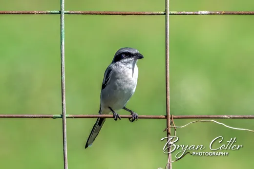Loggerhead Shrike