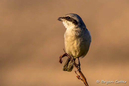 Loggerhead Shrike