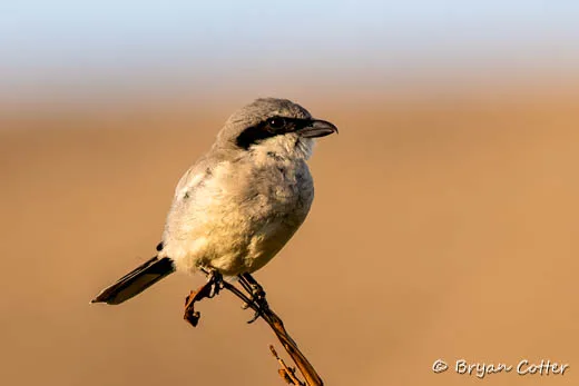 Loggerhead Shrike