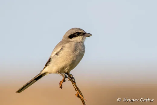 Loggerhead Shrike