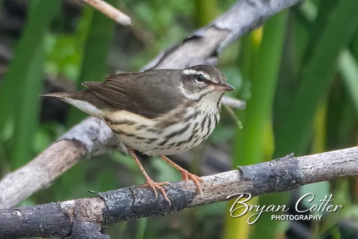 Louisiana Waterthrush