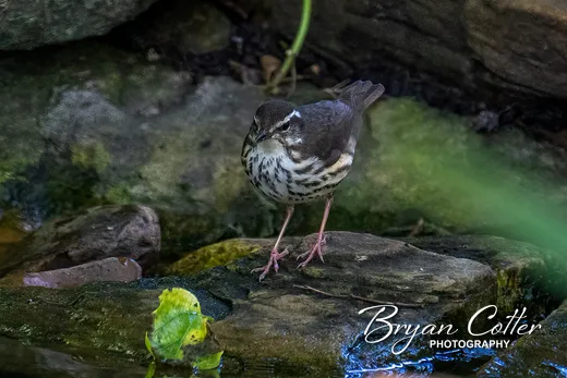 Louisiana Waterthrush