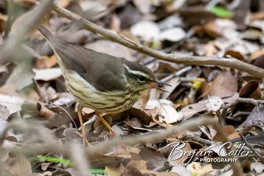 Louisiana Waterthrush