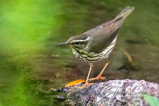 Louisiana Waterthrush