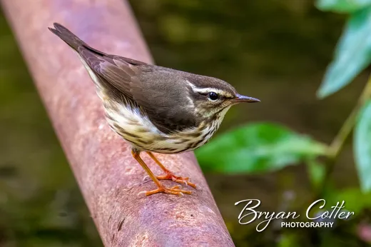 Louisiana Waterthrush
