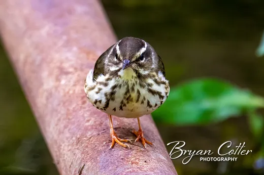 Louisiana Waterthrush