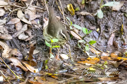 Louisiana Waterthrush