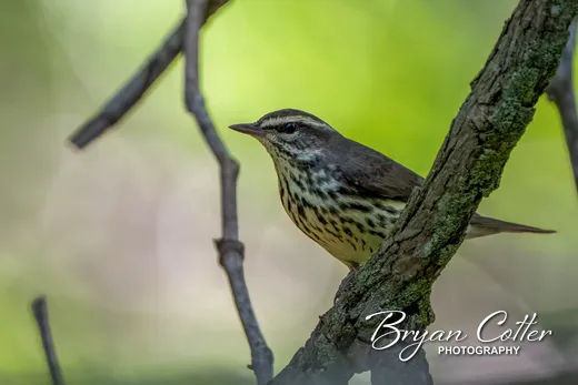Louisiana Waterthrush