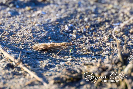 Lucerne Moth
