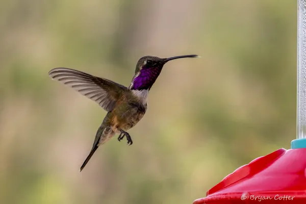 Lucifer Hummingbird