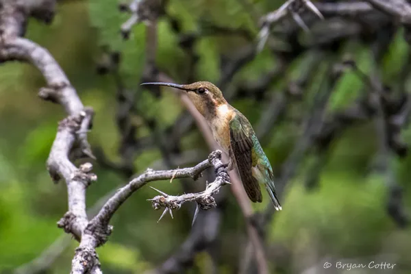 Lucifer Hummingbird