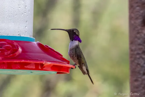 Lucifer Hummingbird - photo by Bryan Cotter