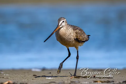 Marbled Godwit