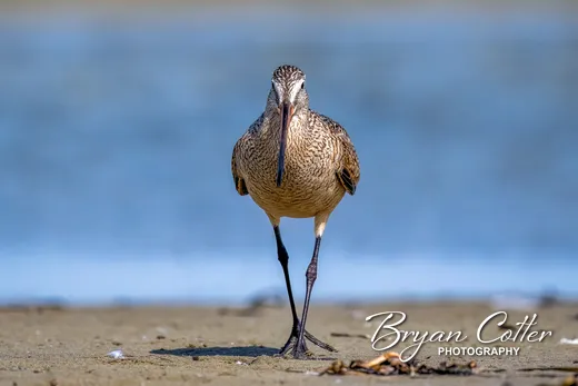 Marbled Godwit