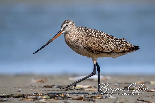 Marbled Godwit