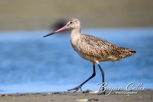 Marbled Godwit