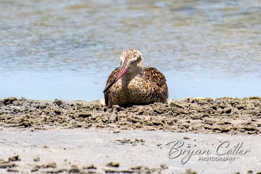 Marbled Godwit