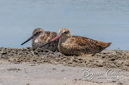 Marbled Godwit
